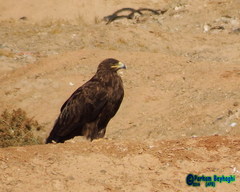 Aquila nipalensis