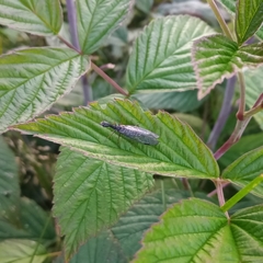 Raphidiinae