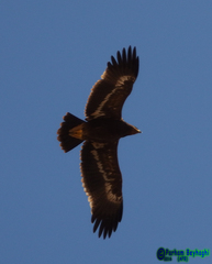 Aquila nipalensis