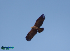 Aquila nipalensis