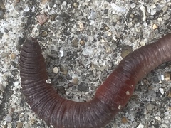 Lumbricus rubellus