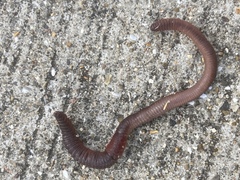 Lumbricus rubellus
