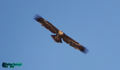 Aquila nipalensis