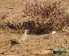 Galerida cristata