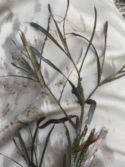 Potamogeton obtusifolius