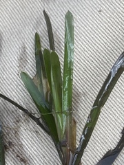 Potamogeton obtusifolius