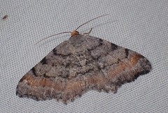 Macaria adonis