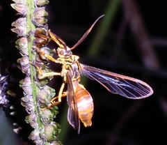 Myrmecopsis