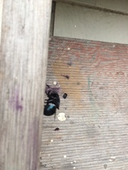 Cuterebra approximata