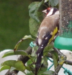 Carduelis carduelis