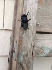 Cuterebra approximata