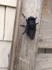 Cuterebra approximata