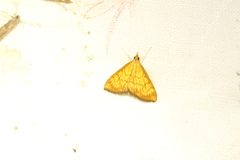 Ecpyrrhorrhoe rubiginalis