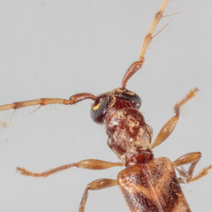 Stenhomalus taiwanus