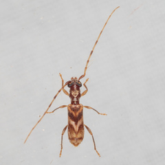 Stenhomalus taiwanus