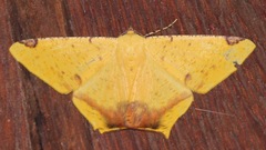 Nepheloleuca illiturata