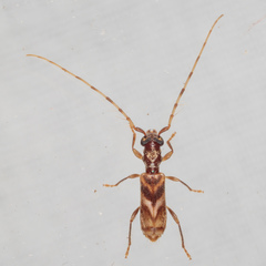 Stenhomalus taiwanus
