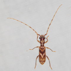 Stenhomalus taiwanus