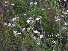 Polyarrhena reflexa reflexa