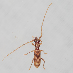 Stenhomalus taiwanus