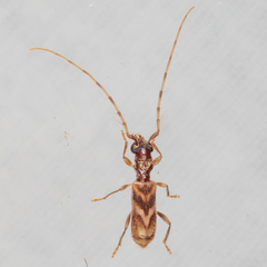 Stenhomalus taiwanus