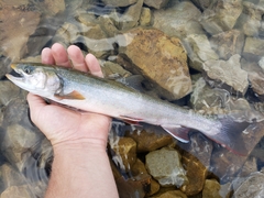 Salvelinus malma