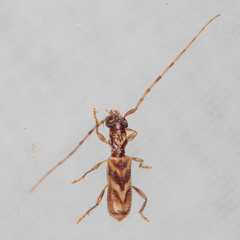 Stenhomalus taiwanus