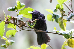 Cacicus chrysonotus
