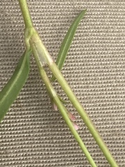 Persicaria minor