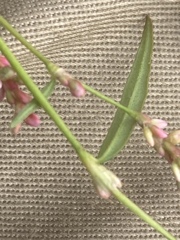 Persicaria minor