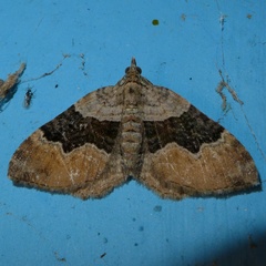 Xanthorhoe quadrifasiata