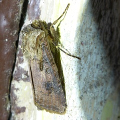 Agrotis clavis