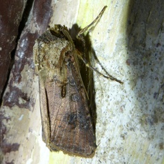 Agrotis clavis