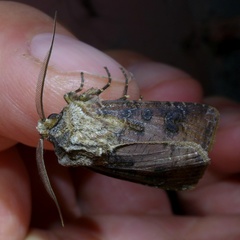 Agrotis clavis