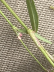 Persicaria minor
