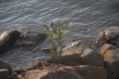Rhizophora mucronata