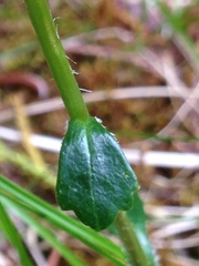 Tephroseris newcombei