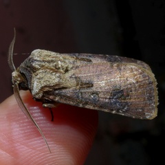 Agrotis clavis