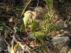 Deeringia amaranthoides