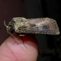 Agrotis clavis