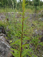 Solidago uliginosa peracuta
