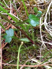 Tephroseris newcombei