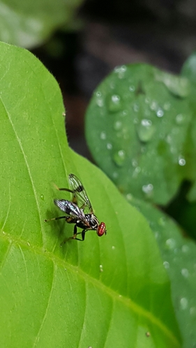 Richardiidae