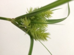 Cyperus cyperoides