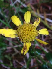 Tephroseris newcombei