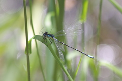 Chromagrion conditum