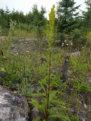 Solidago uliginosa peracuta