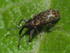 Dorytomus taeniatus