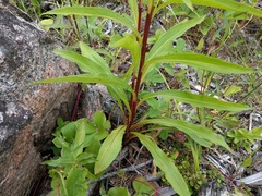 Solidago uliginosa peracuta
