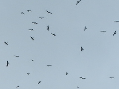 Milvus migrans